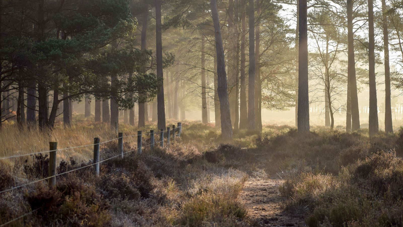 Rhinefield, The New Forest